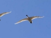 swans-in-flight
