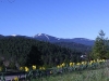 mt-spokane-wdaffodils