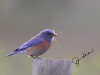 western-bluebird