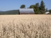 barn-in-grain-field