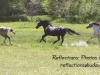 horses-running