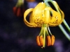 leopard-lily