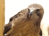 african-buzzard-hawk