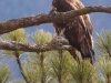eagle-bald-feather-change-4752