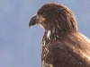 bald-eagle-immature-4768