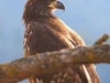 bald-eagle-immature-4780