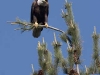 eagle-bald-screeching-9526