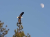 eagle-with-moon-and-tree