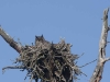 great-horned-owl-in-nest