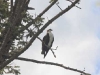 osprey-in-tree