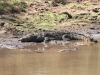 crocodiles-big-and-little