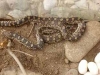 snake-with-eggs