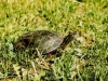 turtle-painted