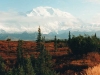mt-mckinley-fall-colors