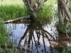 tree-reflection-in-water