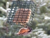 red-breasted-nuthatch