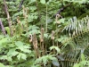 fiddlehead-ferns-8360
