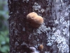 fungas-on-tree