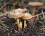 mushroom-trio