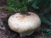 pine-mushroom