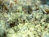 silver-lichen