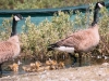 canada-goose-family