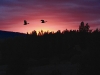 ducks-in-sunset
