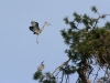 great-blue-heron-building-nest