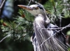 great-blue-heron-in-tree