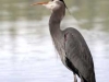 great-blue-heron-mouth-open-7631