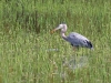 great-blue-heron-with-fish