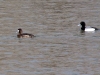 greater-scaup-pair
