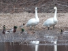 green-winged-teal-with-mallards-and-tundra-swan