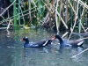 hawaiian-ducks