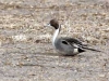 northern-pintail-male