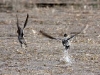 northern-pintail-pair-flying