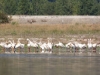 pelican-group-1678
