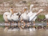 pelicans-isolated-group1693