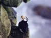 puffin-horned