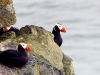 puffin-tufted