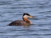 red-necked-grebe