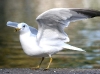 ring-billed-seagull