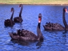 swans-black