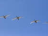 swans-tundra-migrating