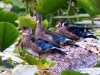 wood-ducks-in-non-breeding-plummage