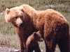 bear-with-cub