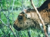 buffalo-calf
