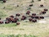 buffalo-herd