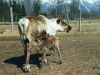 caribou-cow-with-nursing-calf