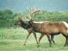 elk-bull-and-cow
